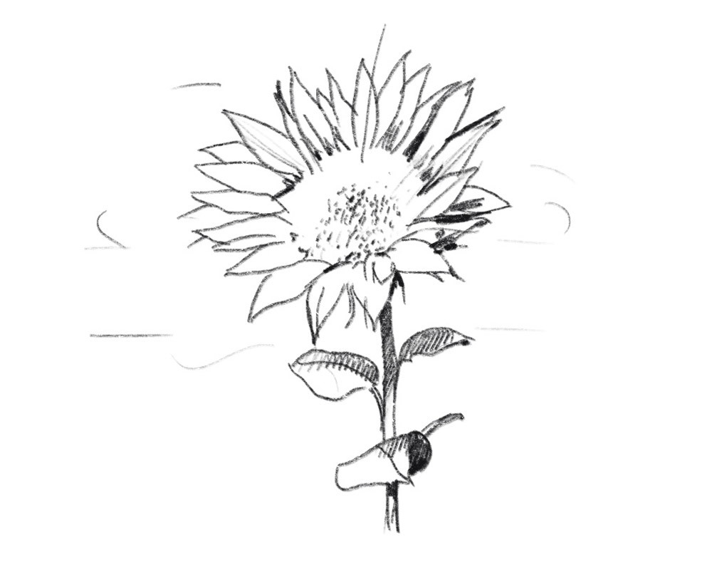 Gralhof Illu Bio Und Nachhaltigkeit Sonnenblume